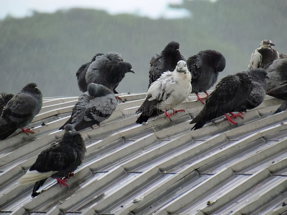 黄仙与信鸽（六）
