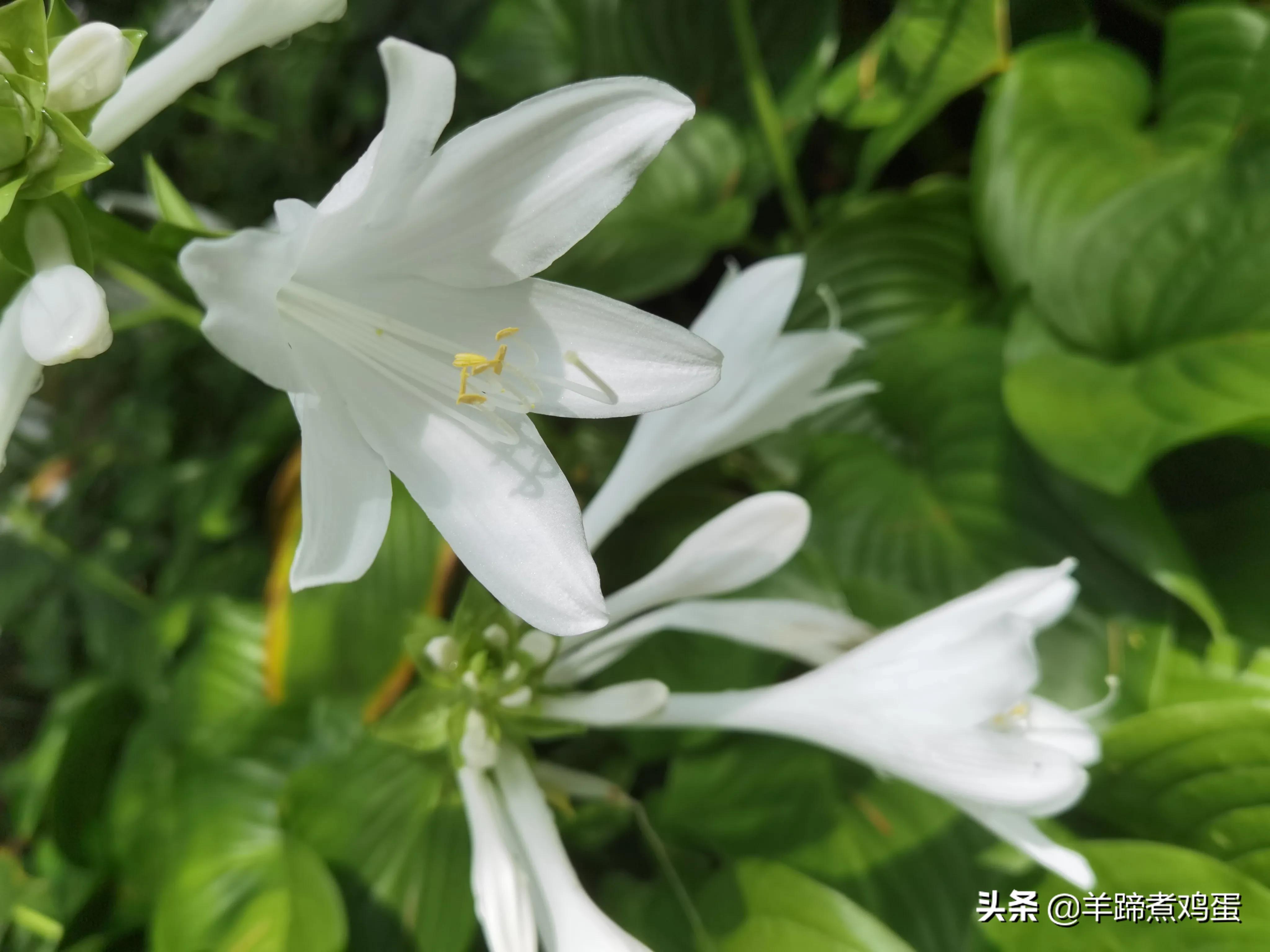 淫雨唤云行日隐耀霞红--雨后北京云空的美丽身影留下霞浓