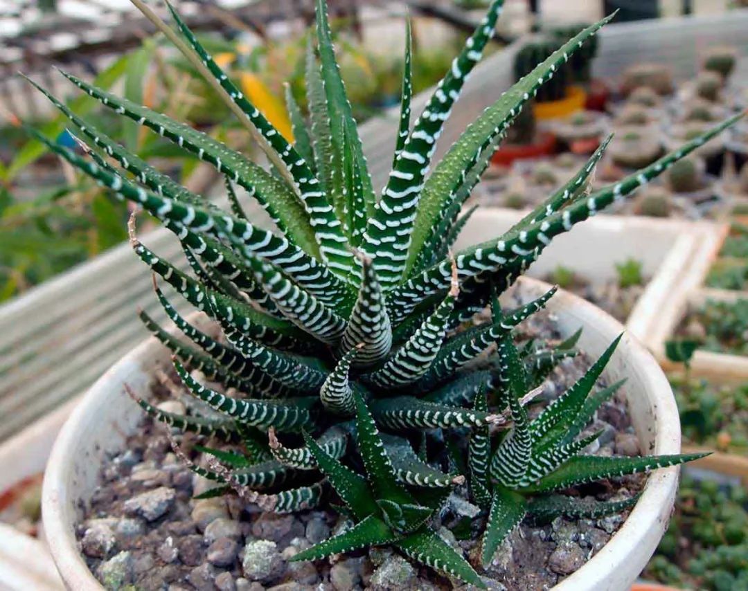 条纹十二卷条纹十二卷开花