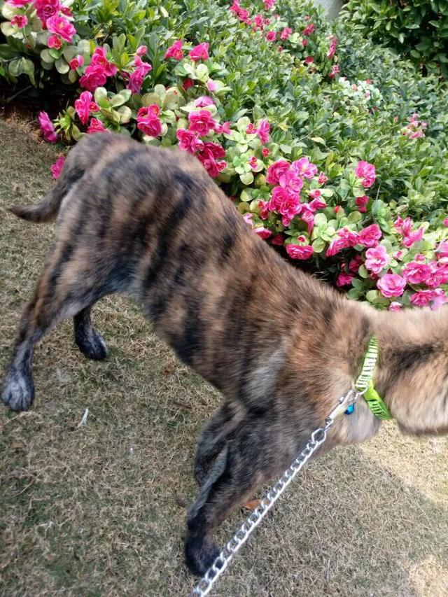 虎斑犬多少钱(上饶原生犬种) - 价格百科