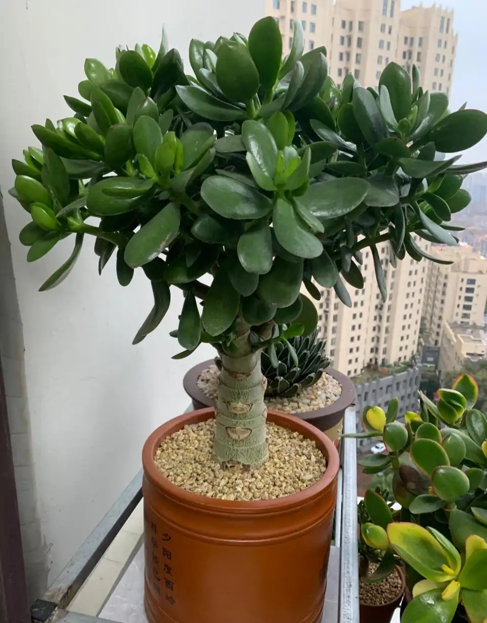 紫罗兰有毒吗（100种室内盆栽花草图鉴）