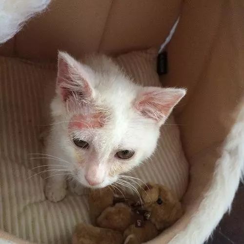 猫咪得了猫癣到底该怎么治？认清猫癣才能更好地治疗！