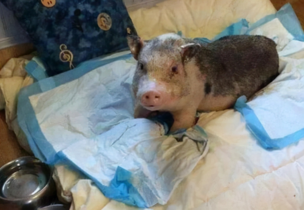 大学寝室“违禁品”大公开，各类物品五花八门，网友感慨真会玩