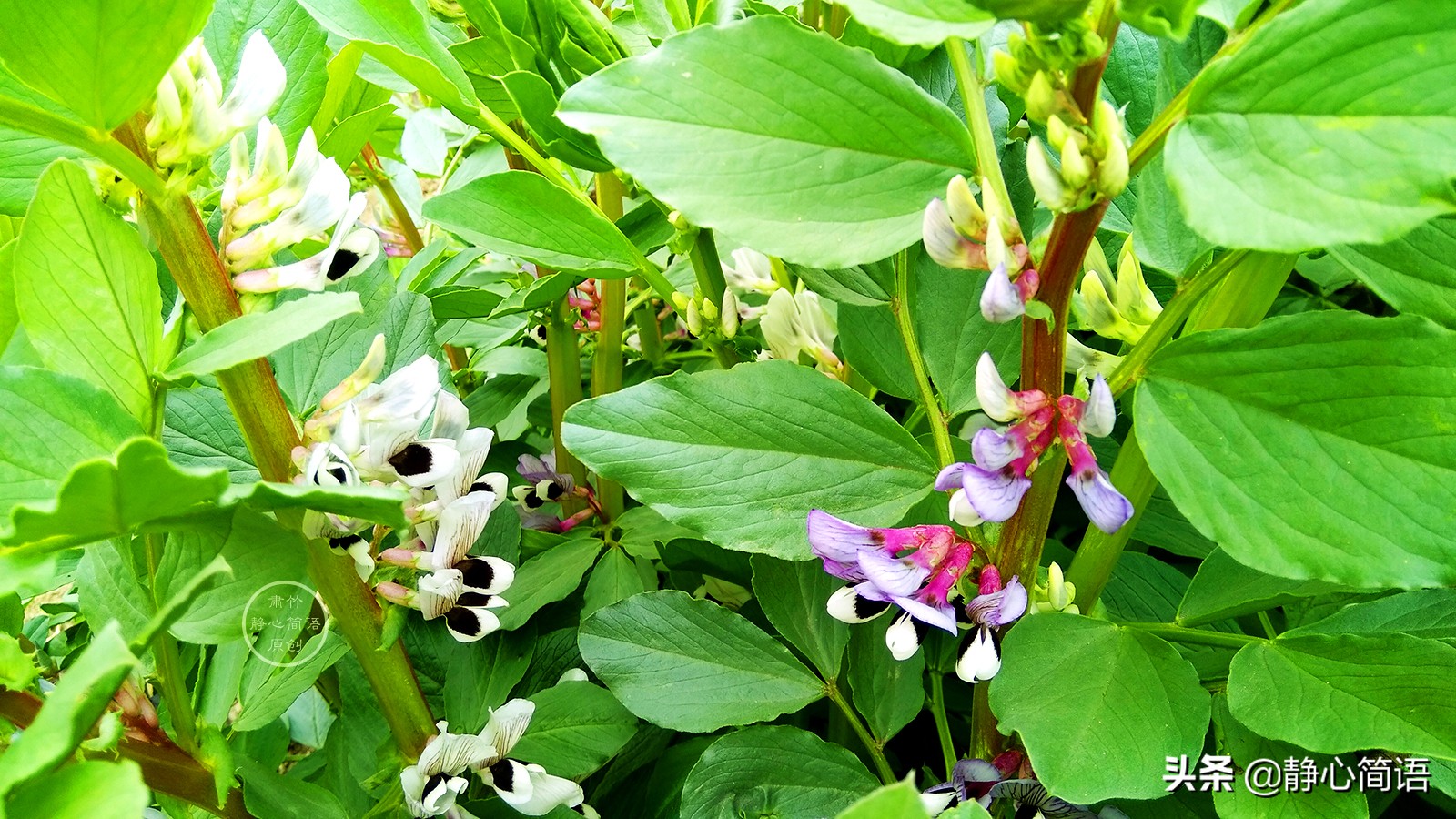 拿去日的悲伤做茶，慢慢饮慢慢品