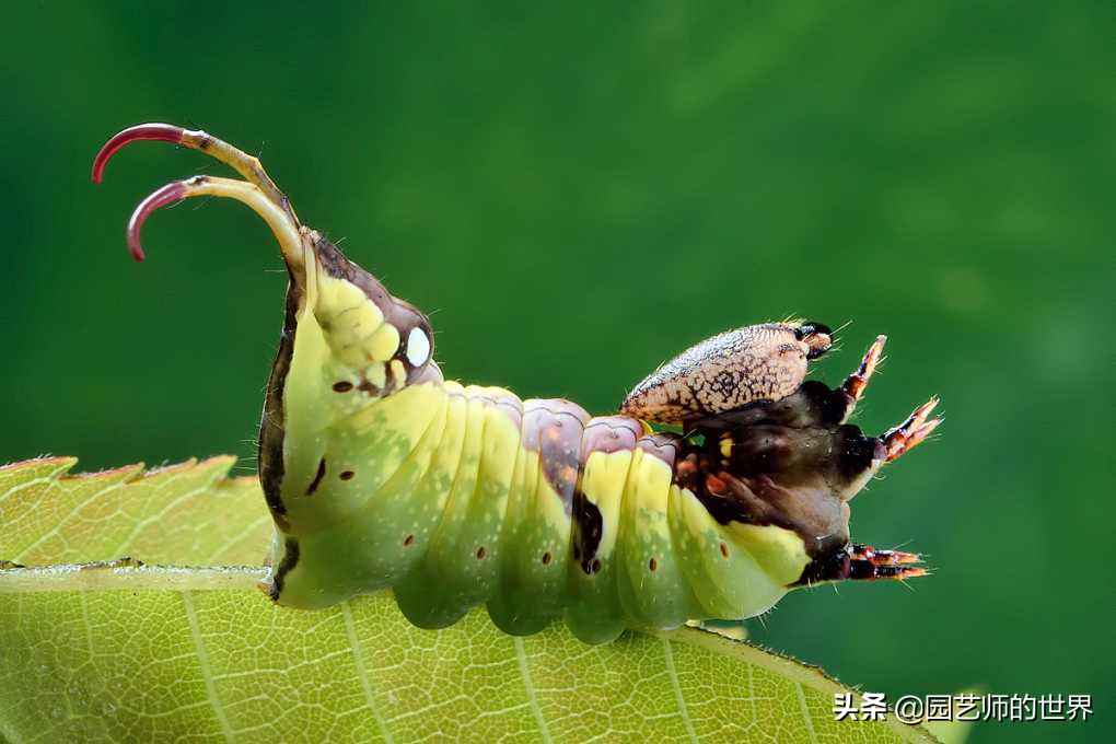 世界十大植物害虫（常见十大害虫的防治方法）