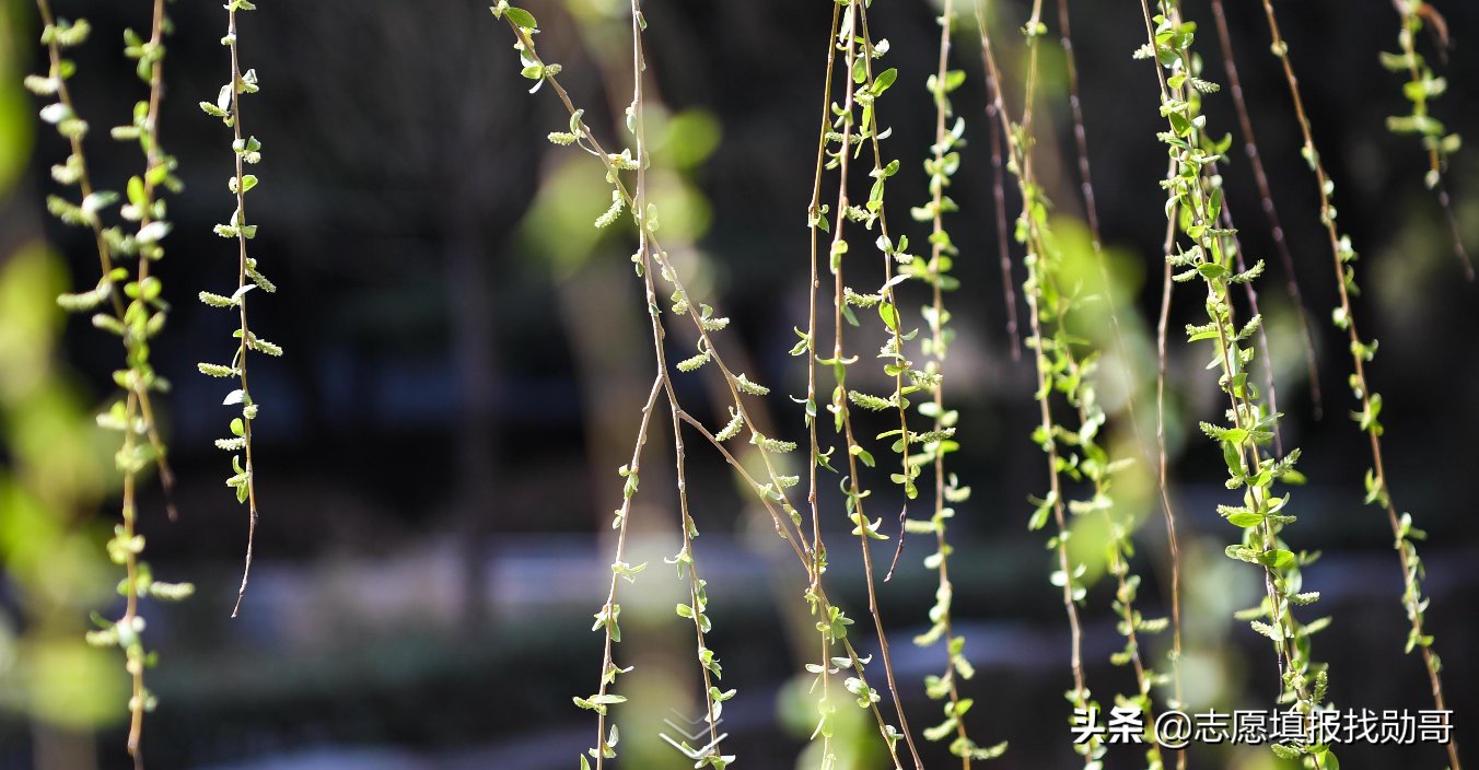 理科多少分能上985大学？考生谨记：分数才是选择的唯一标准