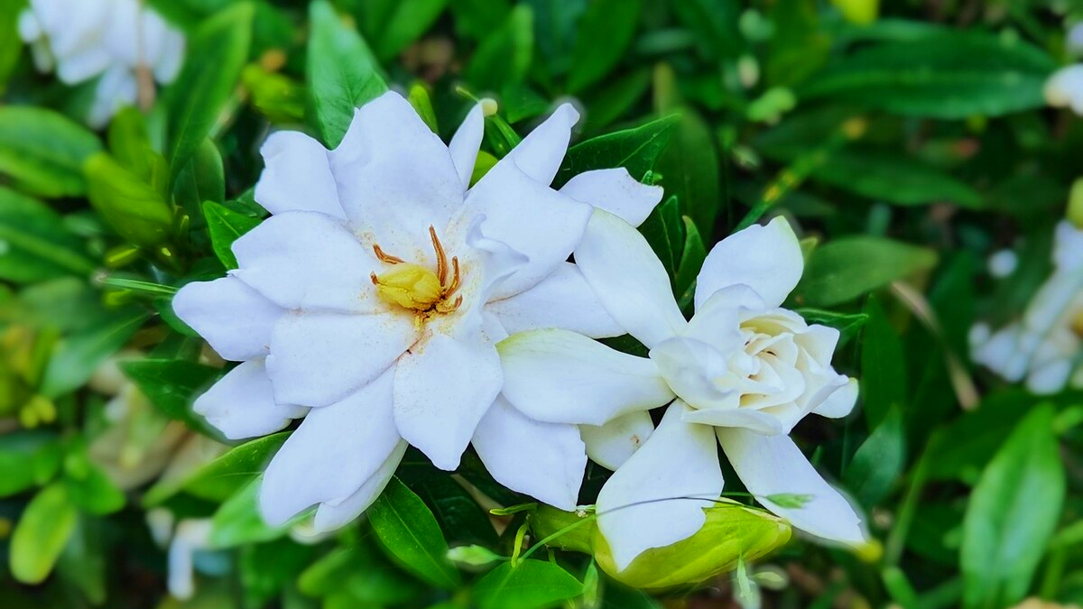 暑日炎炎，四首栀子花的古诗送给你，见此花闻此香，感受一季清凉