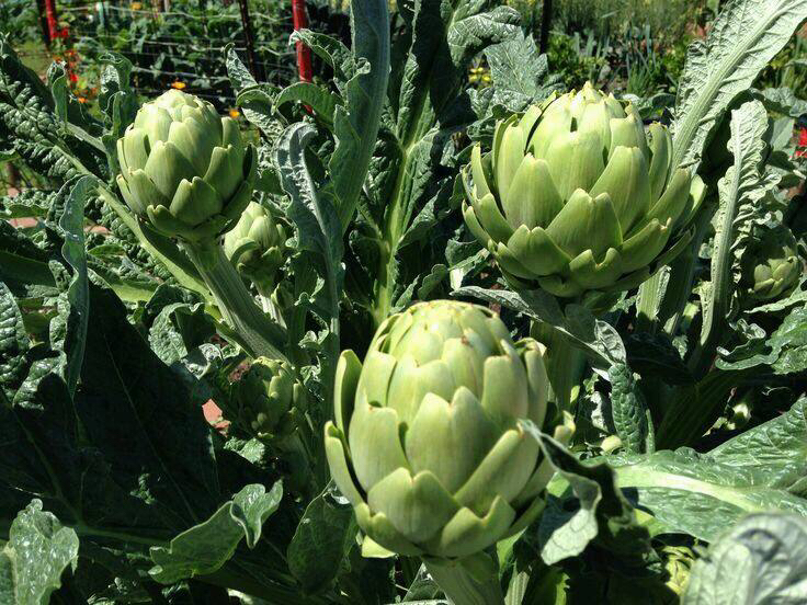 拼音cài jì英文名globe artichoke别名食托菜蓟,洋蓟,朝蓟出处始载