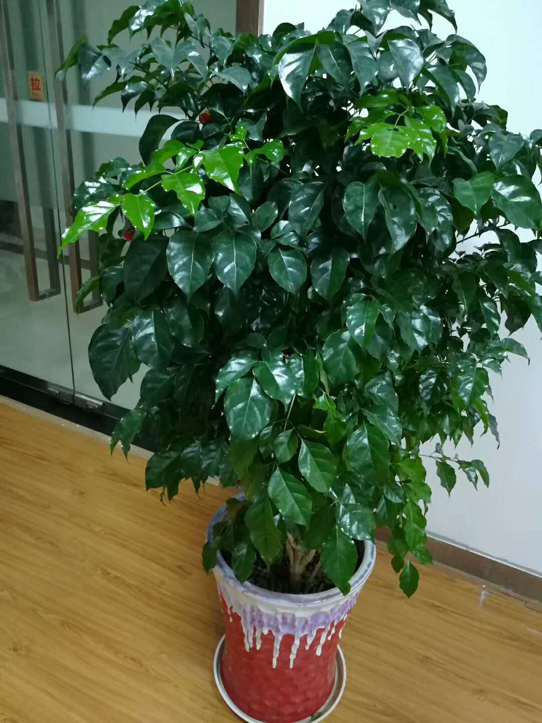 紫罗兰有毒吗（100种室内盆栽花草图鉴）
