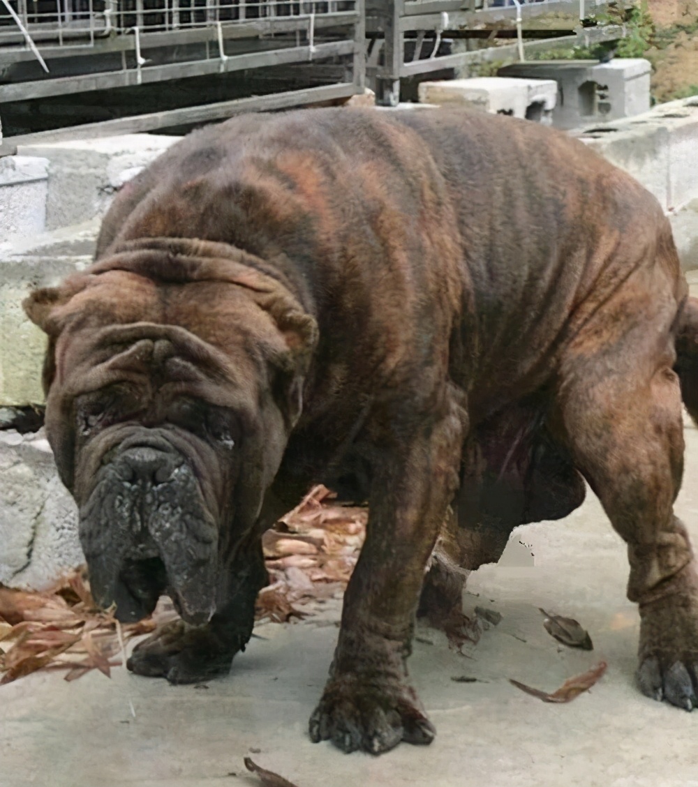 高加索犬圖片,高加索犬圖片價(jià)格