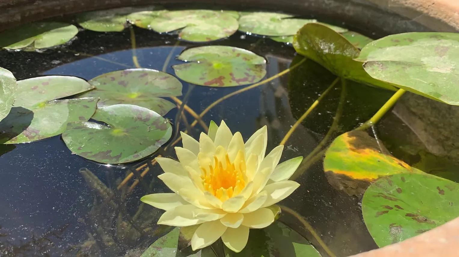 高管未经公司同意擅自提高工资是否属于损害公司利益？