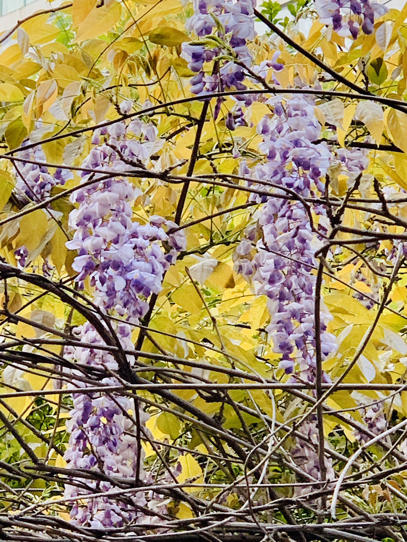 紫藤花图片,紫藤花图片高清