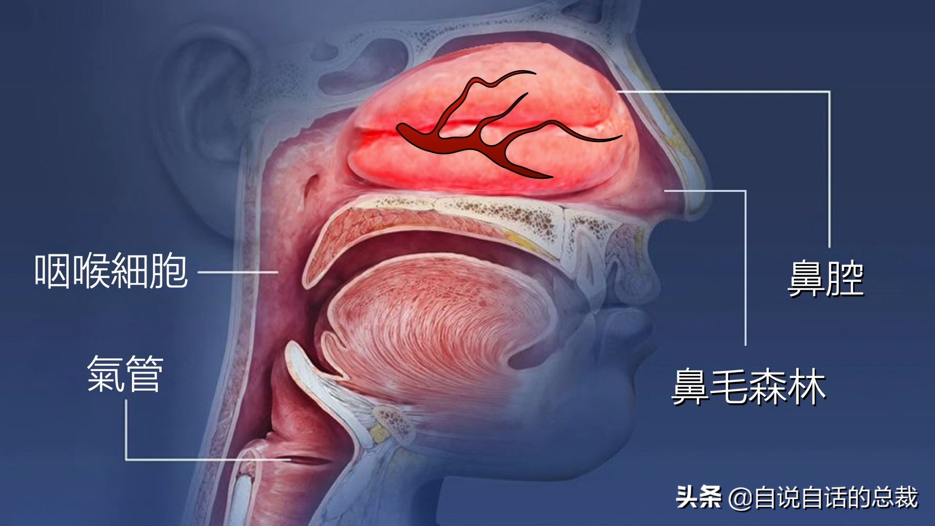 当你爆发过敏性鼻炎时，这就是你体内发生的故事