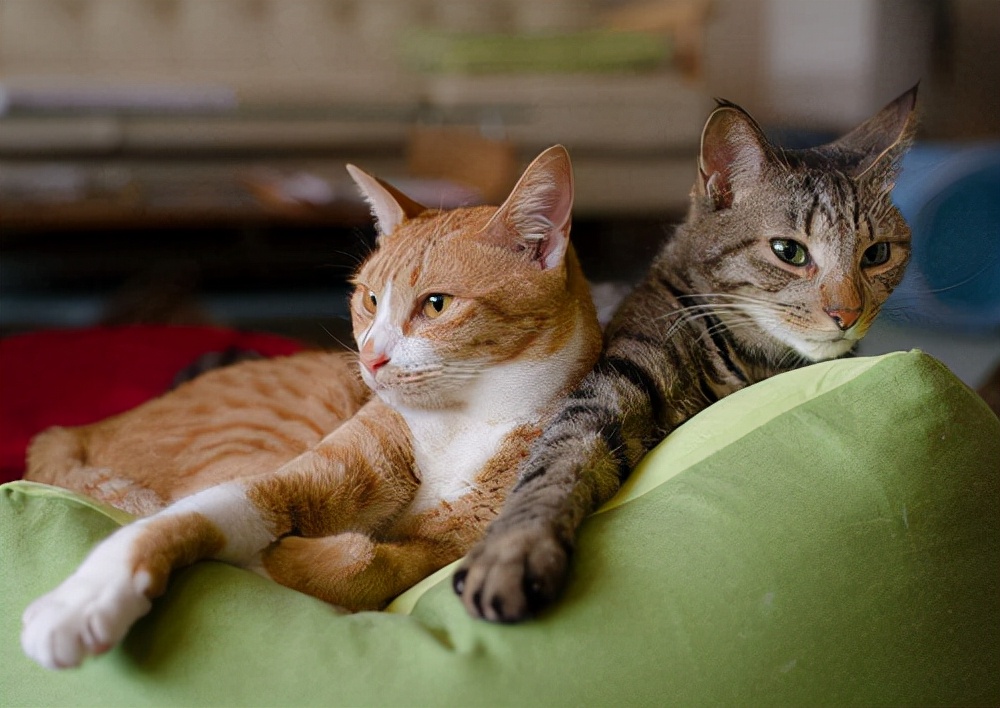 猫咪的一生，你家猫处于哪个年龄阶段？