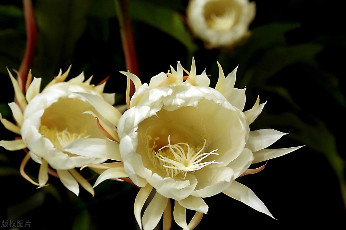 昙花什么时候开花（昙花的开花时间和开花方法）