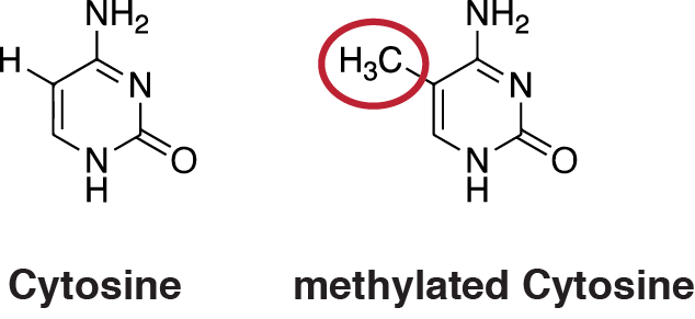 1岁的小狗已入而立之年？揭秘狗狗真实年龄的换算公式