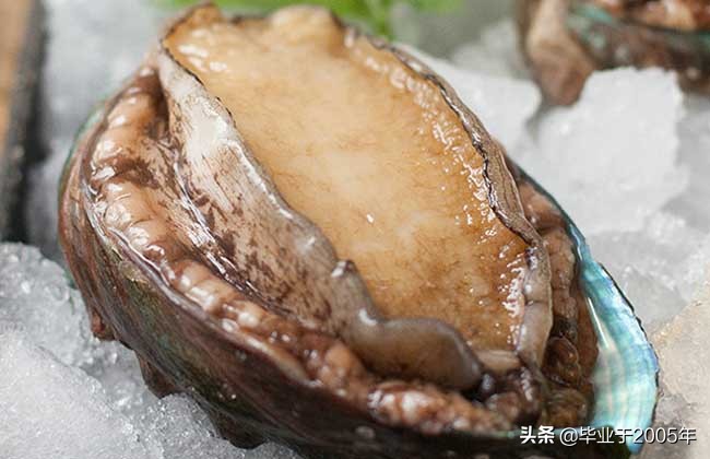 辽宁大连吃货们常见贝类海鲜的学名与俗称（ 一）
