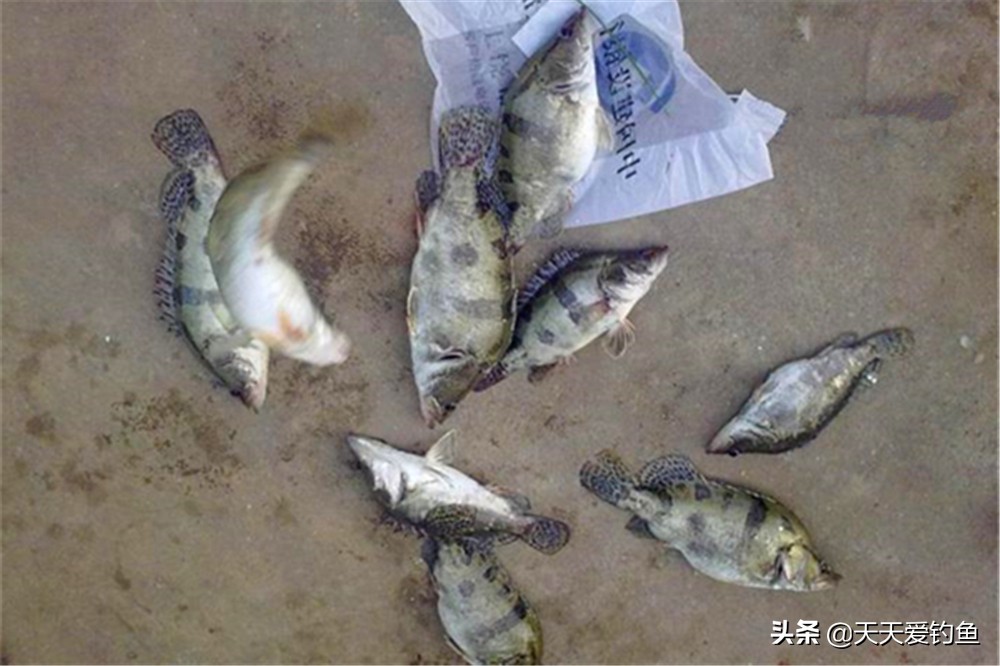 桂魚怎么釣,桂魚怎么釣用什么餌料