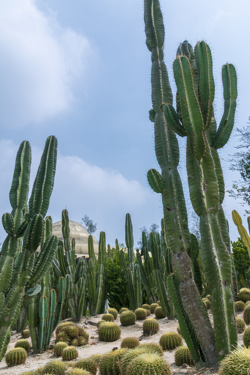 也叫"万石植物园",妥妥的网红景点,从西门进,离多