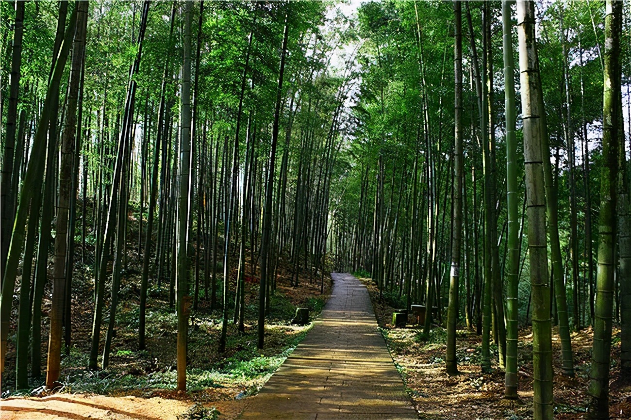 赤水竹海国家森林公园,位于贵州省赤水市城东四十余公里,赤桐公路旁侧