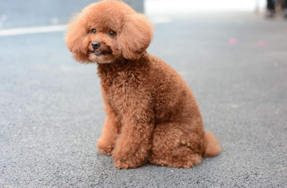 泰迪育苗多少钱一针新手养泰迪