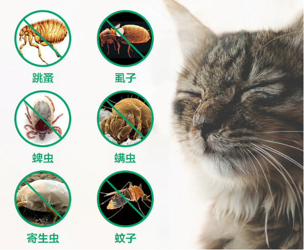 猫咪身上有跳蚤,老祖宗教你5个"小偏方",简单有效
