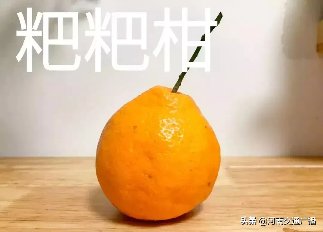 场以享有"柑橘皇后"之美誉的清见桔橙和f-2432椪柑杂交育成的最新品种