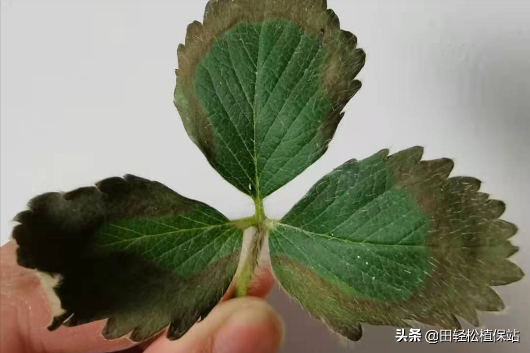 草莓葉子邊緣發黑乾枯(草莓葉子發黑的原因及處理方案)