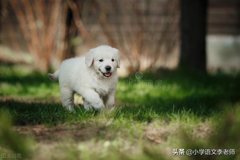 写动物作文的好开头、好中间、好结尾，让孩子积累并运用吧