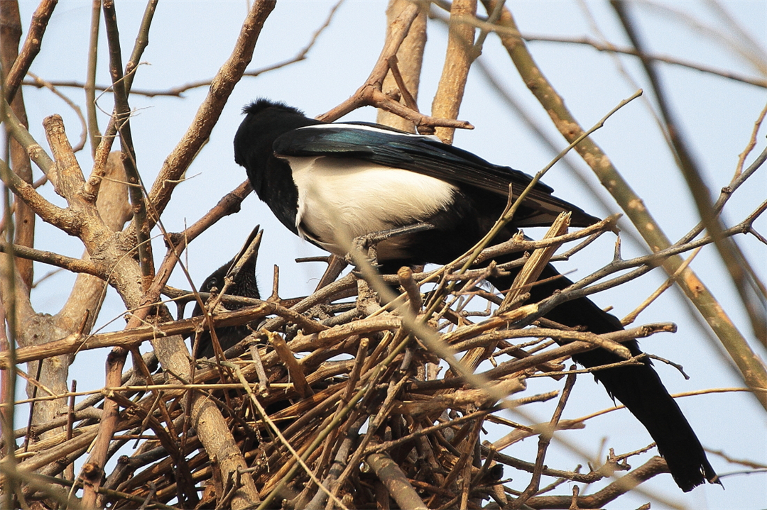 喜鹊窝为什么能避风雪?外部粗糙简陋,内部却"别有洞天"