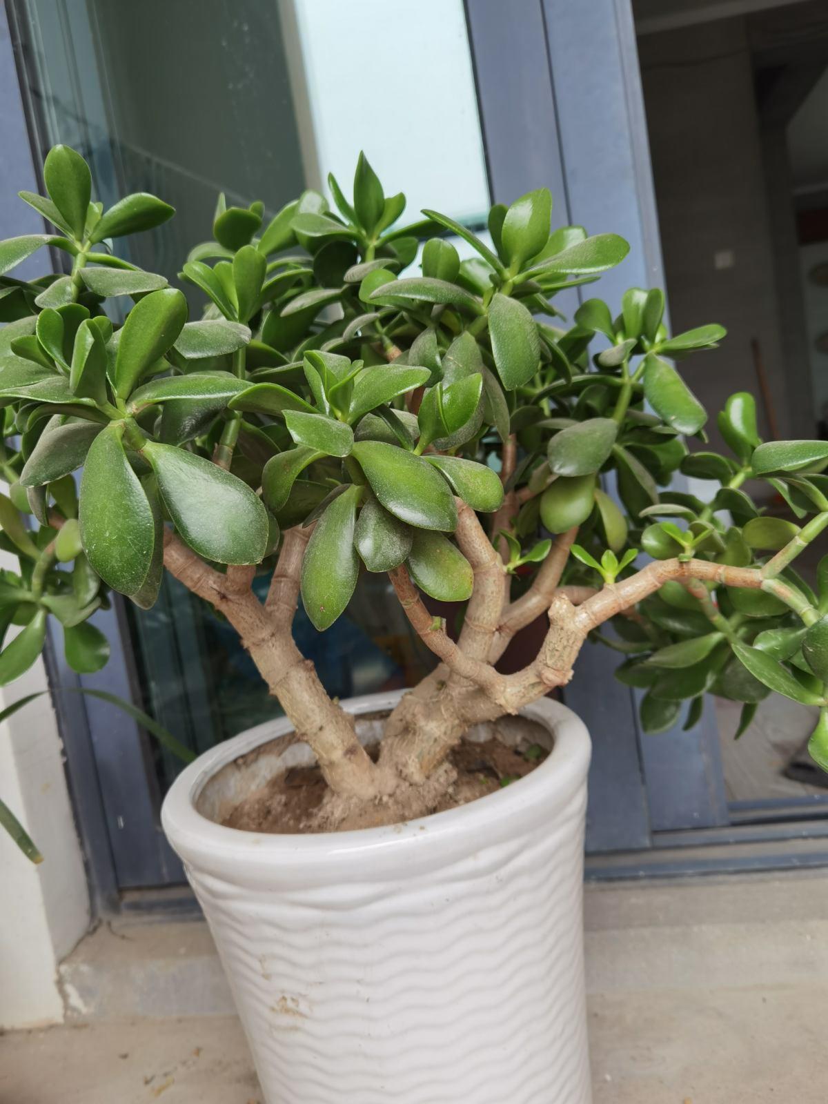 13多肉植物玉树怎么养小技巧「科普」 -骁龙网