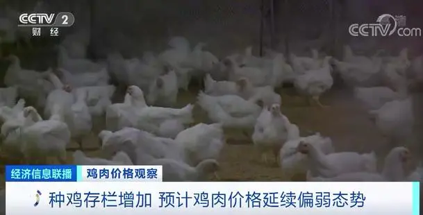 最低一斤不到7块钱!猪鸡牛羊肉价齐齐大跌!还会再降吗?