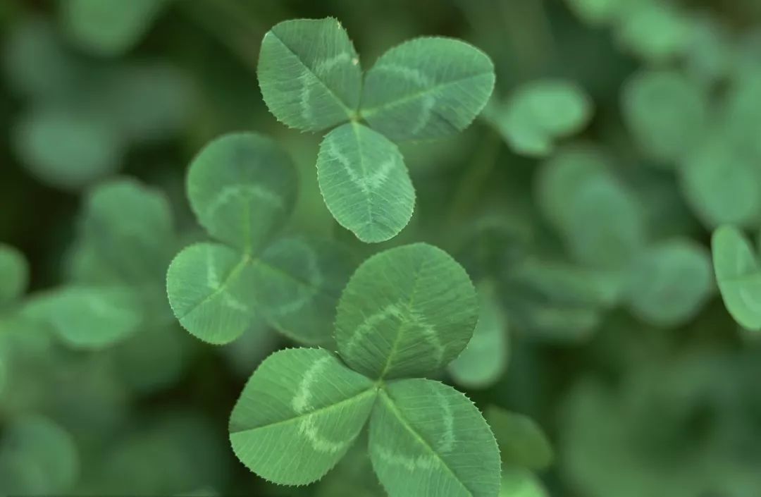 白花车轴草是三叶草吗（白三叶草植物的习性特征）