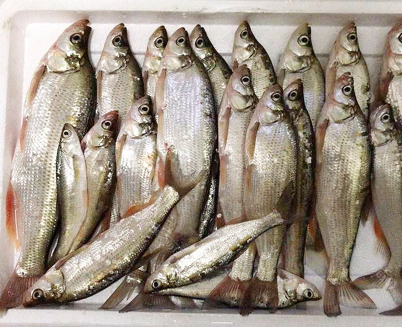 知道这6个关键技巧后,渔获就可以成倍增长