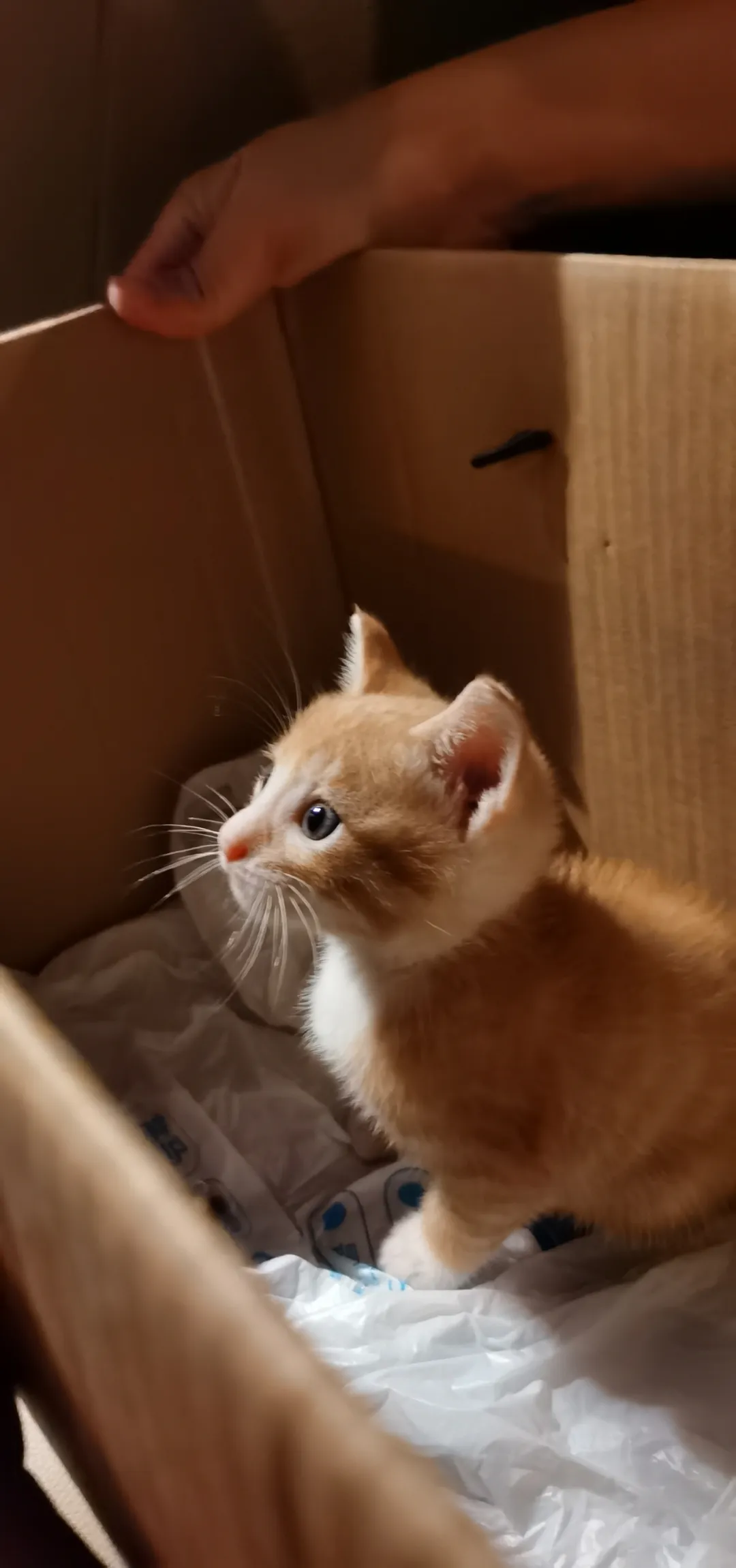 我被猫抓花了395块打狂犬疫苗,这款意外险全额赔