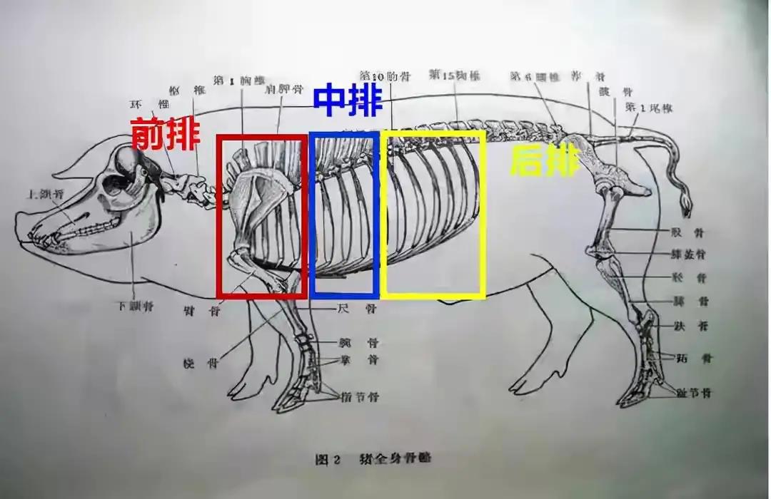 买排骨，要分清“前排、中排、后排”差别挺大，弄懂买少花冤枉钱