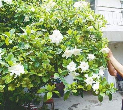 养栀子花，选对“品种”，花开300天，仙气飘飘，花香四溢！