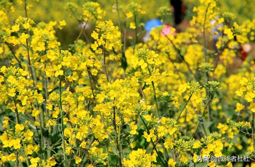 宁海桑洲油菜花图片