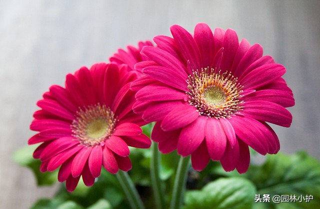 菊花的花语是什么（不同品种的菊花花语千万别送错了哦）