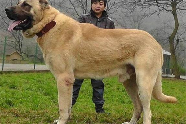 罗威纳、阿富汗猎鹰、杜宾犬、藏獒……这些“猛兽”，你见过吗？