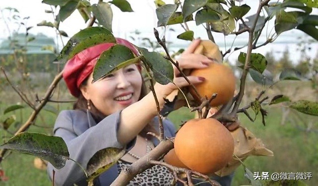 在上海吃真正的有机金果梨，果然不一样的味道