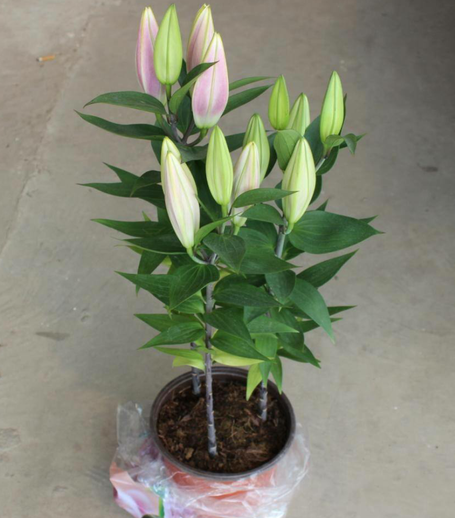 百合花怎么养技巧掌握好花朵鲜艳球根壮年年有花赏