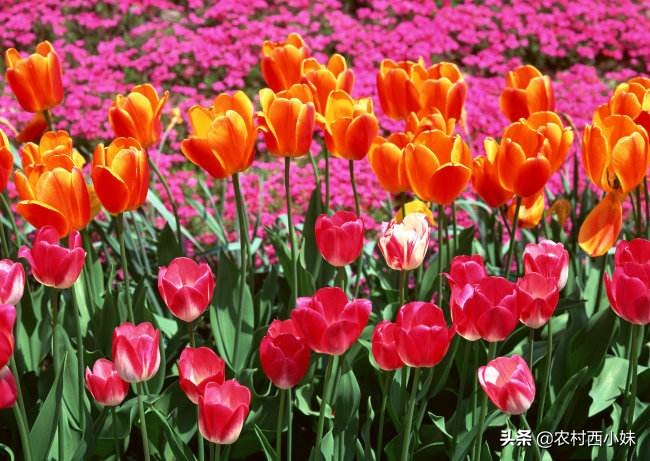 郁金香的花期在什么时候（郁金香的开花时间与养护方法）