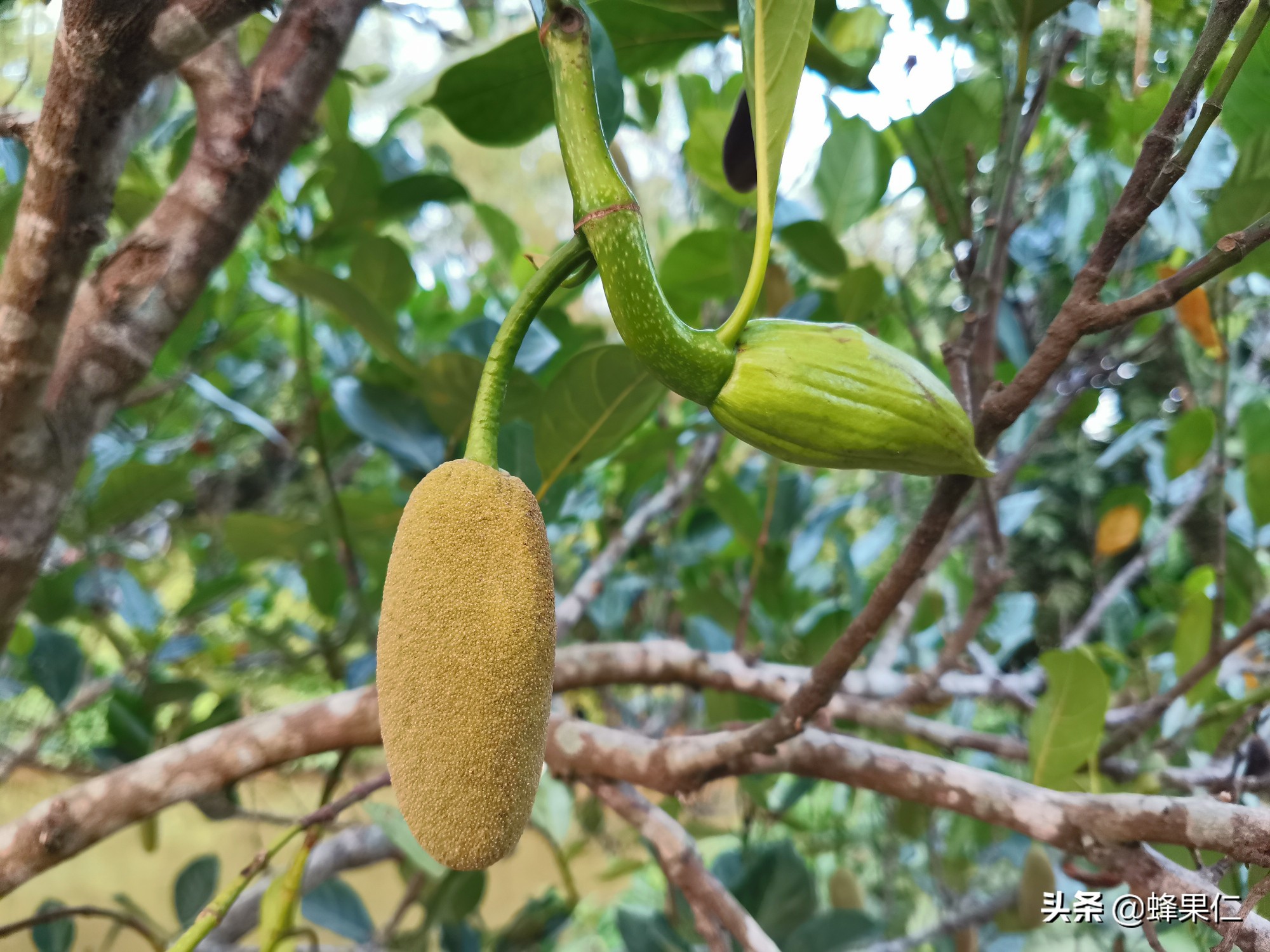 菠萝蜜为什么长在树干上 怎么区分菠萝蜜的雌花和雄花