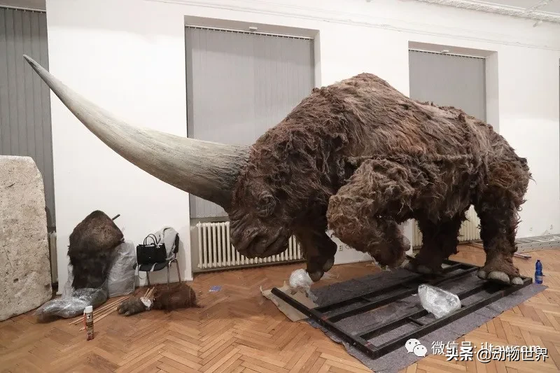 10种曾与人类同行的巨型野兽