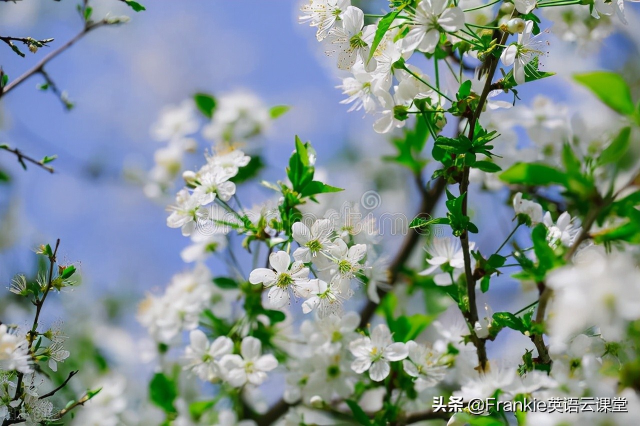 初中英语美文欣赏：送给母亲的生日礼物