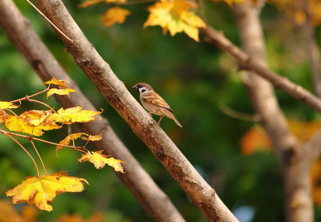 神奇动物在哪里？这些大工校园里的神奇动物你们见过哪些呢？