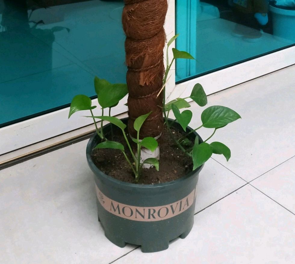 敲重点:养护绿萝,主要做到通风透气,营养充足,及时修剪,适时分盆,合理