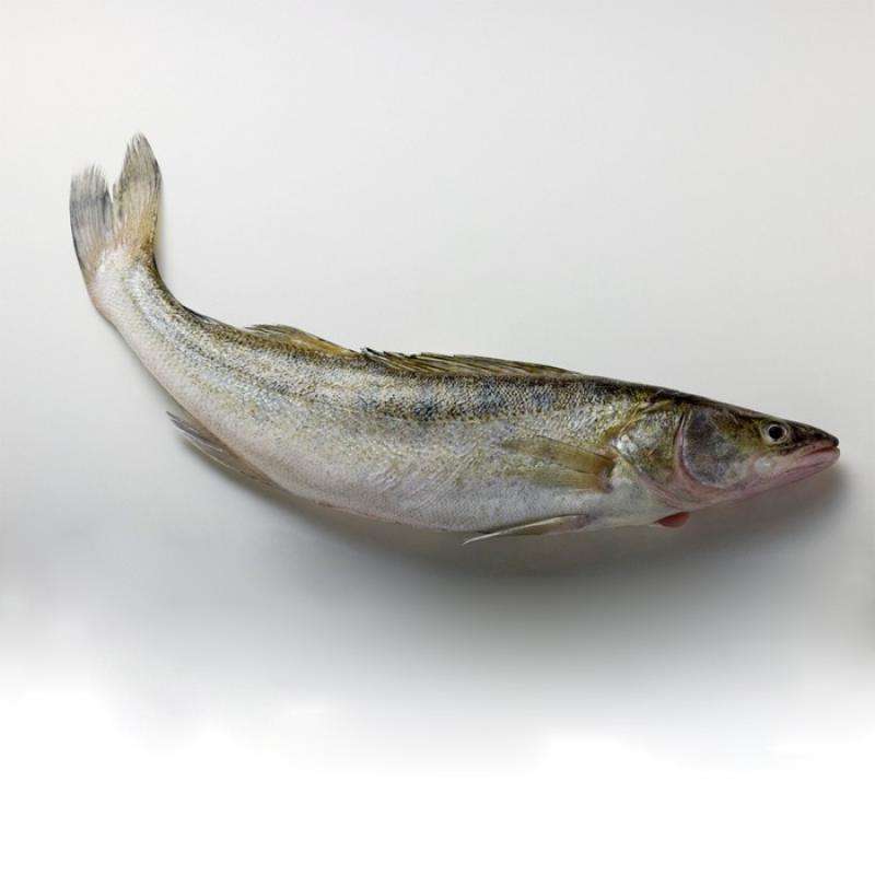 胡罗前面我也介绍过,就是葫芦籽;铜锣是白吻梭鲈鱼,也就是梭鲈