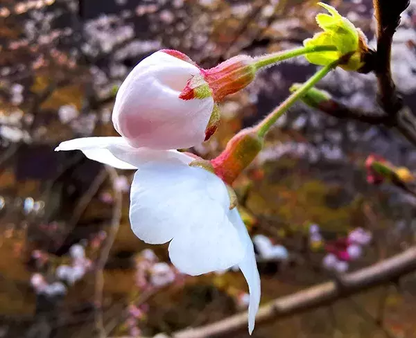 去日本看樱花（东京篇）